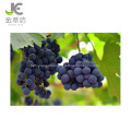 98% resveratrol powder grapeskin/grape peel extract powder